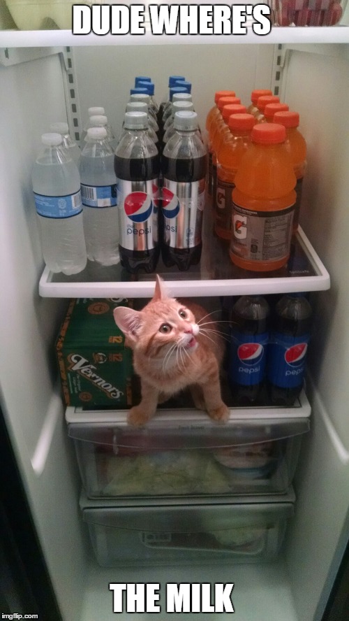 Fridge Kitty | DUDE WHERE'S THE MILK | image tagged in fridge kitty | made w/ Imgflip meme maker