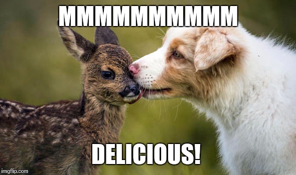 MMMMMMMMMM DELICIOUS! | image tagged in puppy and fawn | made w/ Imgflip meme maker