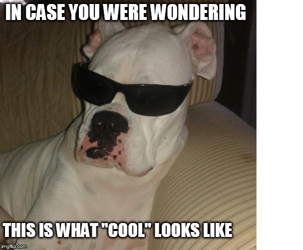 IN CASE YOU WERE WONDERING THIS IS WHAT "COOL" LOOKS LIKE | image tagged in cool dog | made w/ Imgflip meme maker