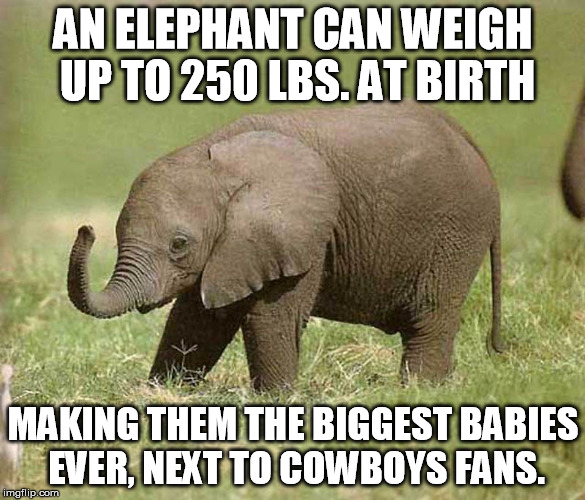 Baby elephant | AN ELEPHANT CAN WEIGH UP TO 250 LBS. AT BIRTH MAKING THEM THE BIGGEST BABIES EVER, NEXT TO COWBOYS FANS. | image tagged in baby elephant | made w/ Imgflip meme maker