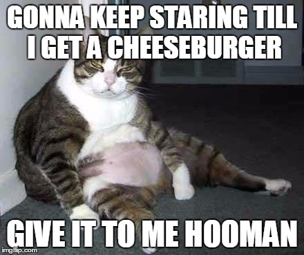 Fat cat | GONNA KEEP STARING TILL I GET A CHEESEBURGER GIVE IT TO ME HOOMAN | image tagged in fat cat | made w/ Imgflip meme maker