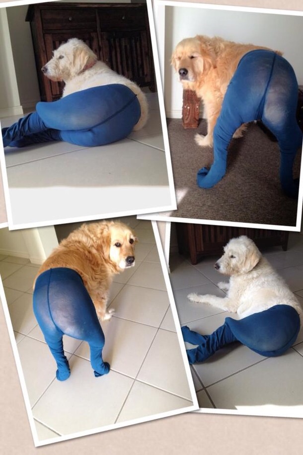 Dog leggings Blank Meme Template