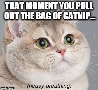 Heavy Breathing Cat Meme | THAT MOMENT YOU PULL OUT THE BAG OF CATNIP... | image tagged in memes,heavy breathing cat | made w/ Imgflip meme maker