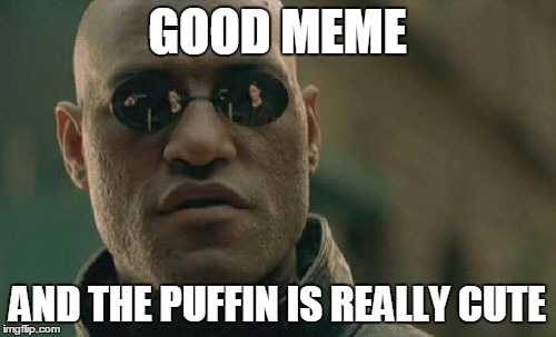 Matrix Morpheus Meme | GOOD MEME AND THE PUFFIN IS REALLY CUTE | image tagged in memes,matrix morpheus | made w/ Imgflip meme maker