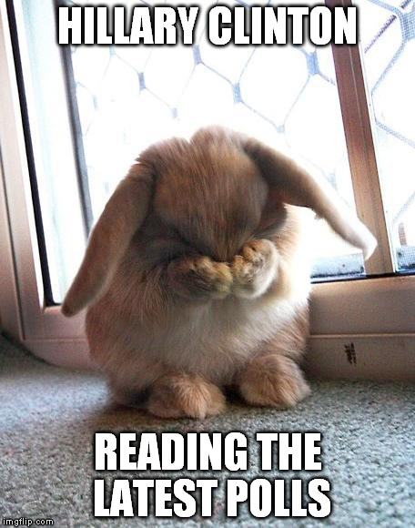 embarrassed bunny | HILLARY CLINTON READING THE LATEST POLLS | image tagged in embarrassed bunny | made w/ Imgflip meme maker