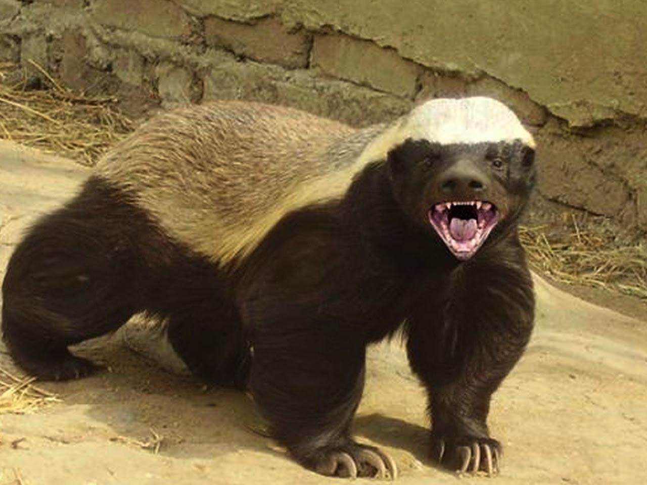 High Quality NCAD honeybadger Blank Meme Template