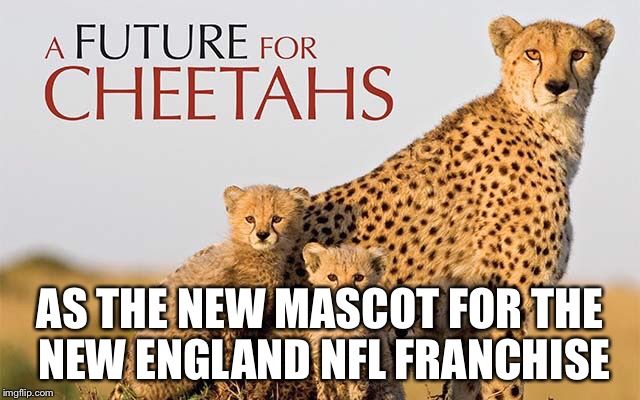 The New England Cheetahs | AS THE NEW MASCOT FOR THE NEW ENGLAND NFL FRANCHISE | image tagged in memes,nfl,new england patriots | made w/ Imgflip meme maker