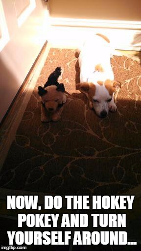 NOW, DO THE HOKEY POKEY AND TURN YOURSELF AROUND... | image tagged in toy dog real dog | made w/ Imgflip meme maker