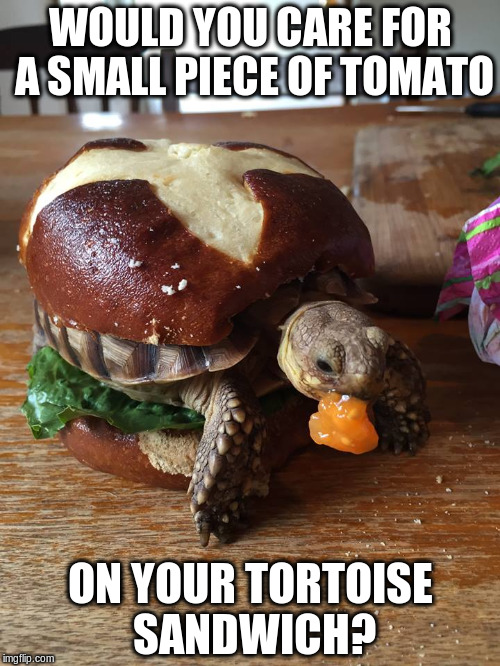 i can hold it for you right here in my mouth | WOULD YOU CARE FOR A SMALL PIECE OF TOMATO ON YOUR TORTOISE SANDWICH? | image tagged in memes,thoughtful tortoise sandwich | made w/ Imgflip meme maker