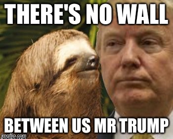 Political advice sloth | THERE'S NO WALL BETWEEN US MR TRUMP | image tagged in political advice sloth | made w/ Imgflip meme maker