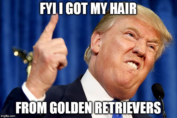 Donald Trump | FYI I GOT MY HAIR FROM GOLDEN RETRIEVERS | image tagged in donald trump | made w/ Imgflip meme maker