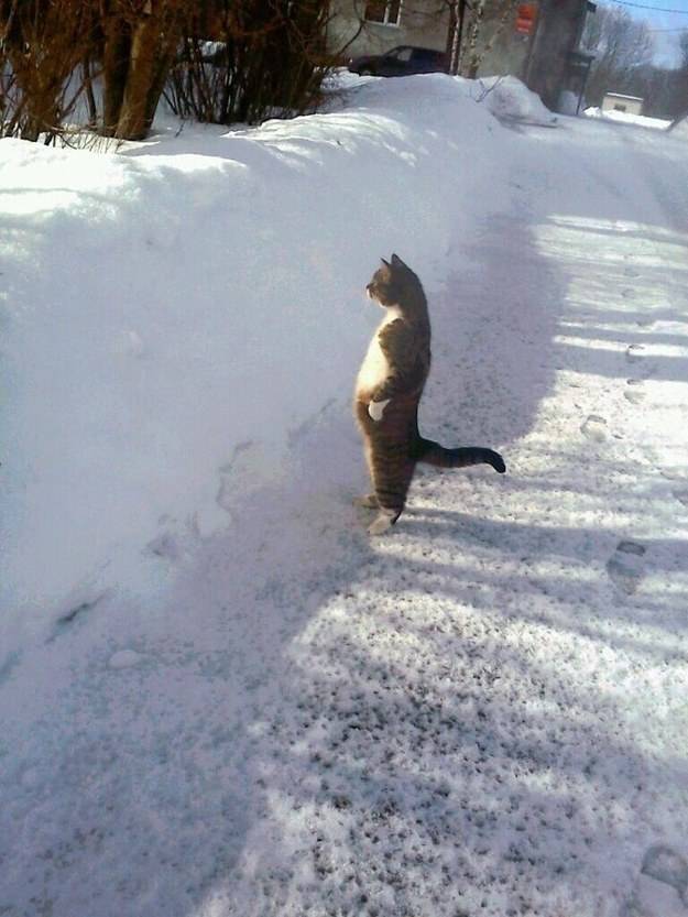 High Quality Cat Snow Blank Meme Template