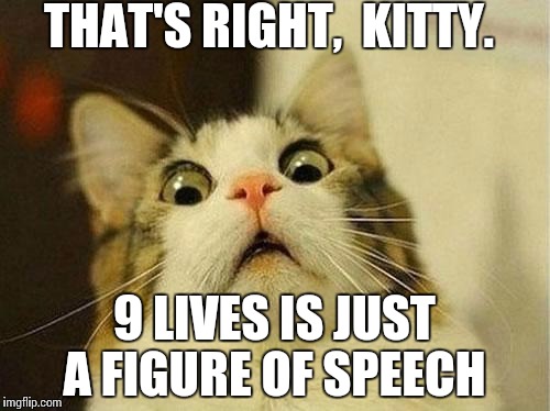 WTF Cat | THAT'S RIGHT,  KITTY. 9 LIVES IS JUST A FIGURE OF SPEECH | image tagged in wtf cat | made w/ Imgflip meme maker
