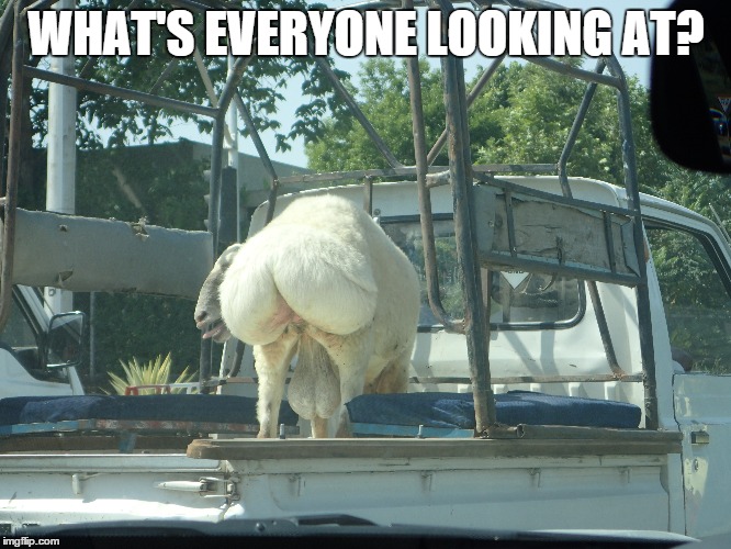WHAT'S EVERYONE LOOKING AT? | image tagged in sheep | made w/ Imgflip meme maker