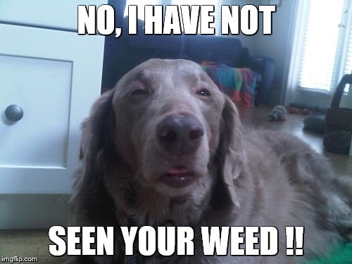 High Dog Meme | NO, I HAVE NOT SEEN YOUR WEED !! | image tagged in memes,high dog | made w/ Imgflip meme maker