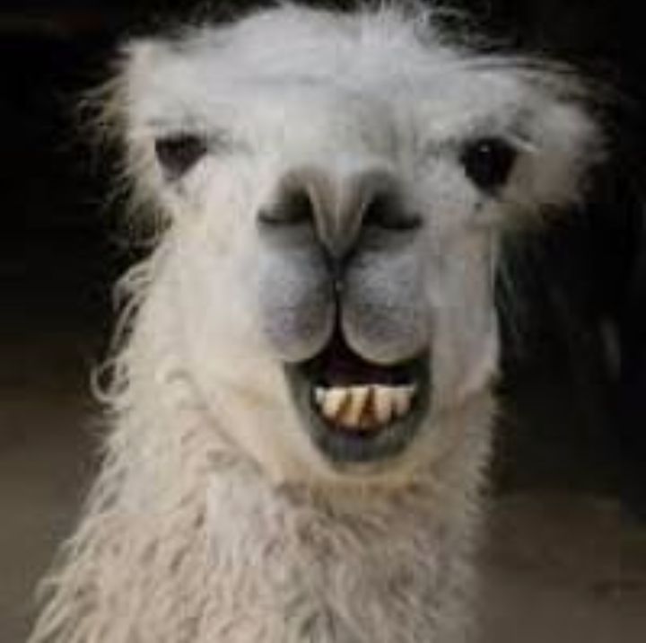 Smiling llama Blank Meme Template