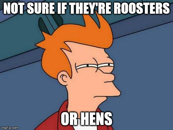 Futurama Fry Meme | NOT SURE IF THEY'RE ROOSTERS OR HENS | image tagged in memes,futurama fry | made w/ Imgflip meme maker