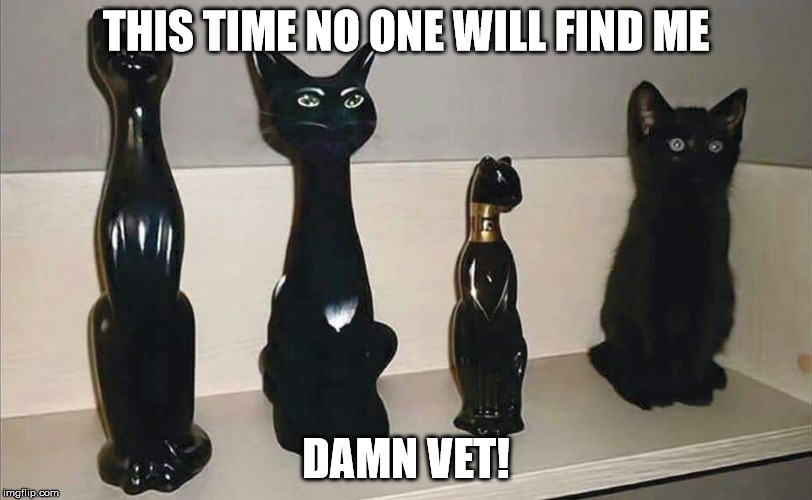 Find the cat | THIS TIME NO ONE WILL FIND ME DAMN VET! | image tagged in cat,hide,meme | made w/ Imgflip meme maker