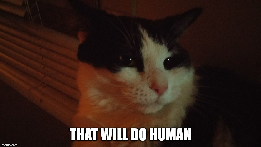 THAT WILL DO HUMAN | image tagged in kitty | made w/ Imgflip meme maker