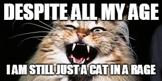 Cat in a rage | DESPITE ALL MY AGE I AM STILL JUST A CAT IN A RAGE | image tagged in cats,smashing pumkins,bullet with butterfly wings | made w/ Imgflip meme maker