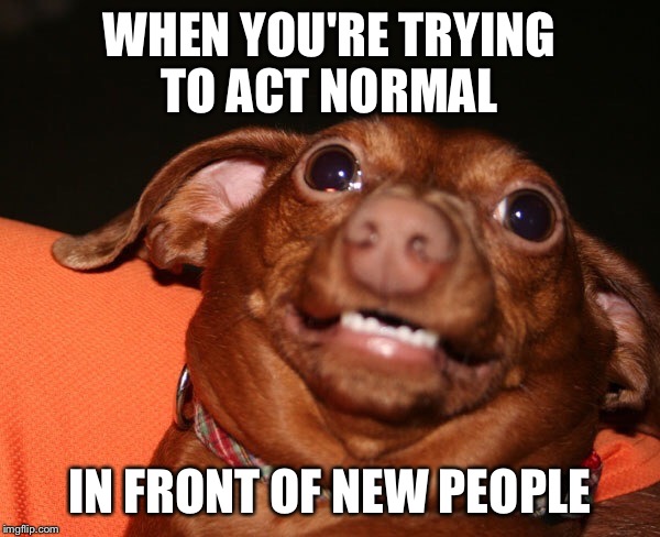 Uncomfortable dog animal  | WHEN YOU'RE TRYING TO ACT NORMAL IN FRONT OF NEW PEOPLE | image tagged in uncomfortable dog animal | made w/ Imgflip meme maker