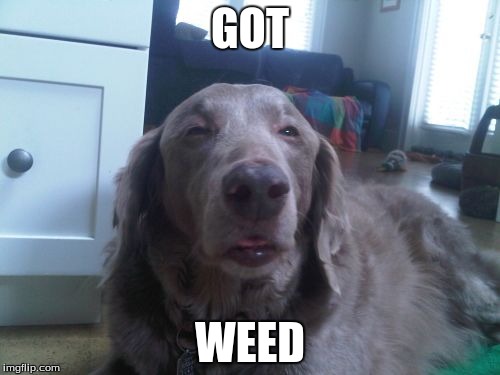 High Dog | GOT WEED | image tagged in memes,high dog | made w/ Imgflip meme maker