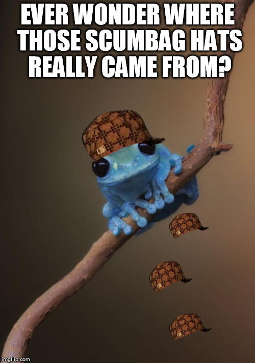 Scumbag frog | EVER WONDER WHERE THOSE SCUMBAG HATS REALLY CAME FROM? | image tagged in small fact frog,scumbag | made w/ Imgflip meme maker