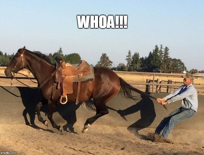 WHOA HORSE! | WHOA!!! | image tagged in horses | made w/ Imgflip meme maker