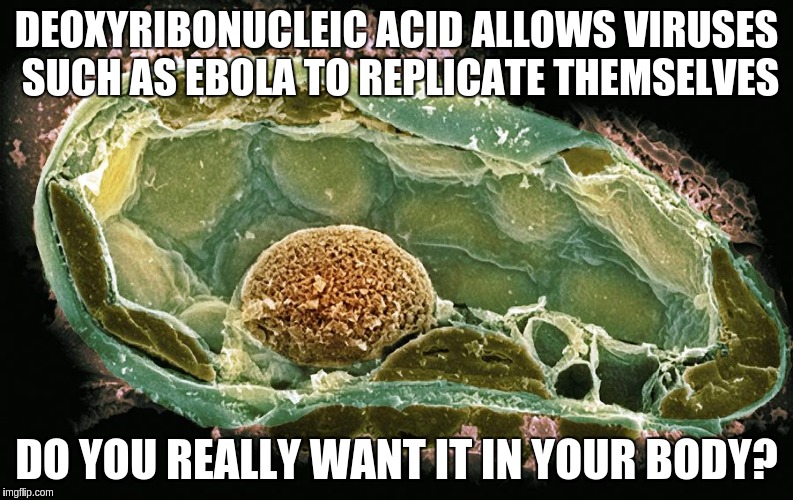 DEOXYRIBONUCLEIC ACID ALLOWS VIRUSES SUCH AS EBOLA TO REPLICATE THEMSELVES DO YOU REALLY WANT IT IN YOUR BODY? | image tagged in plant cell | made w/ Imgflip meme maker