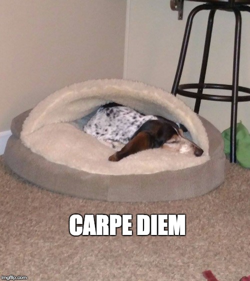 CARPE DIEM | image tagged in basset hound,carpe diem,naps | made w/ Imgflip meme maker
