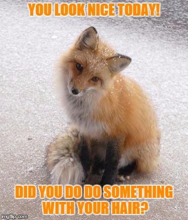 YOU LOOK NICE TODAY! DID YOU DO DO SOMETHING WITH YOUR HAIR? | image tagged in compliment fox | made w/ Imgflip meme maker