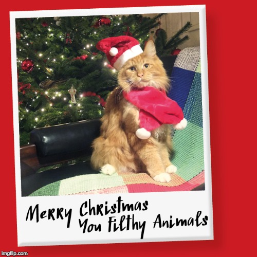 Ziggy Does Christmas | image tagged in christmas,cats,funny,grumpy | made w/ Imgflip meme maker