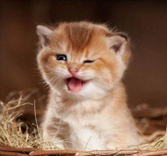 Kitten yelling Blank Meme Template