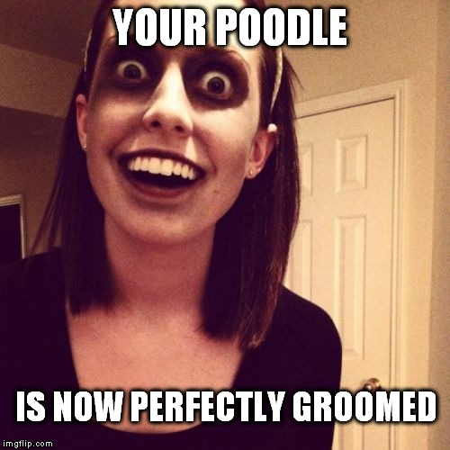 Zombie Overly Attached Girlfriend Meme | YOUR POODLE IS NOW PERFECTLY GROOMED | image tagged in memes,zombie overly attached girlfriend | made w/ Imgflip meme maker