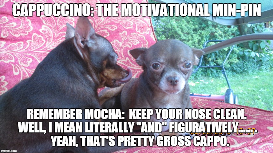 Cappuccino: The Motivational Min-Pin | CAPPUCCINO: THE MOTIVATIONAL MIN-PIN REMEMBER MOCHA:  KEEP YOUR NOSE CLEAN. WELL, I MEAN LITERALLY "AND" FIGURATIVELY.......   YEAH, THAT'S | image tagged in funny dogs,funny memes,funny | made w/ Imgflip meme maker