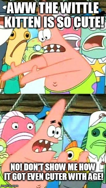 Put It Somewhere Else Patrick Meme | AWW THE WITTLE KITTEN IS SO CUTE! NO! DON'T SHOW ME HOW IT GOT EVEN CUTER WITH AGE! | image tagged in memes,put it somewhere else patrick | made w/ Imgflip meme maker