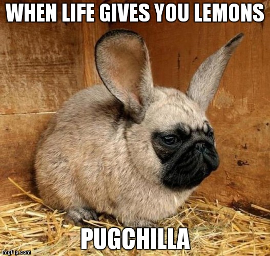 Pugchilla | WHEN LIFE GIVES YOU LEMONS PUGCHILLA | image tagged in pugs,lemons,stress,bad day | made w/ Imgflip meme maker