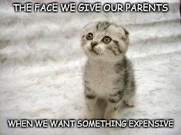 Sad Cat | THE FACE WE GIVE OUR PARENTS WHEN WE WANT SOMETHING EXPENSIVE | image tagged in memes,sad cat | made w/ Imgflip meme maker