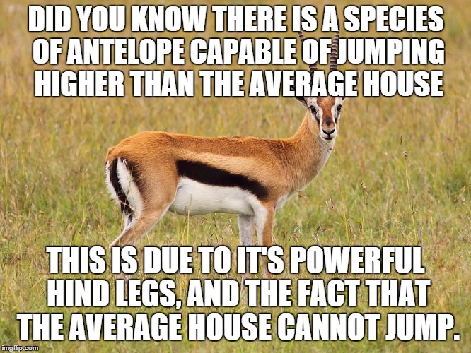 Wow really?  | DID YOU KNOW THERE IS A SPECIES OF ANTELOPE CAPABLE OF JUMPING HIGHER THAN THE AVERAGE HOUSE THIS IS DUE TO IT'S POWERFUL HIND LEGS, AND THE | image tagged in funny,antelope,wildlife | made w/ Imgflip meme maker
