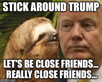 Political advice sloth | STICK AROUND TRUMP LET'S BE CLOSE FRIENDS... REALLY CLOSE FRIENDS... | image tagged in political advice sloth | made w/ Imgflip meme maker