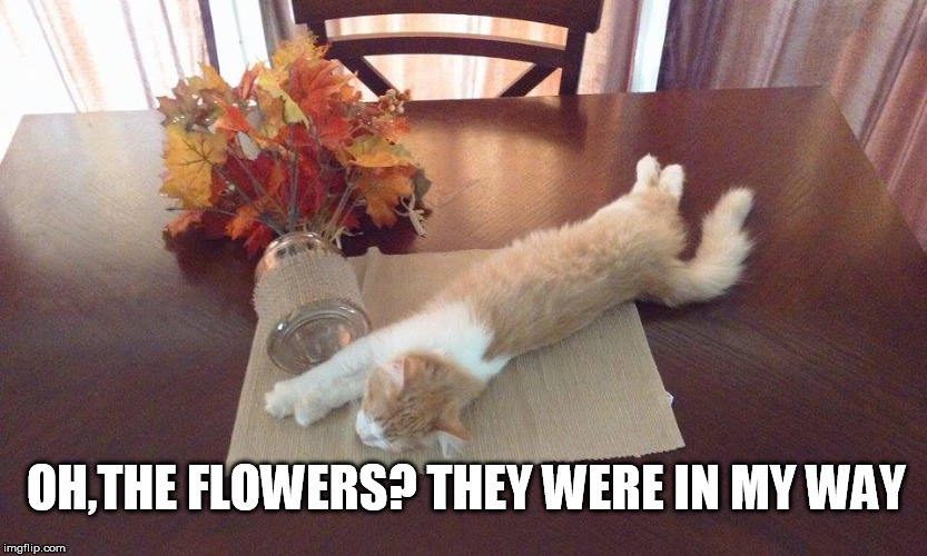 king cat | OH,THE FLOWERS? THEY WERE IN MY WAY | image tagged in cat,cats,royalty,royal cat | made w/ Imgflip meme maker