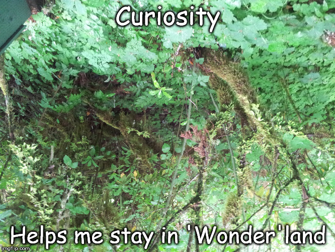 Wonderland | Curiosity Helps me stay in 'Wonder'land | image tagged in curiosity,forest | made w/ Imgflip meme maker