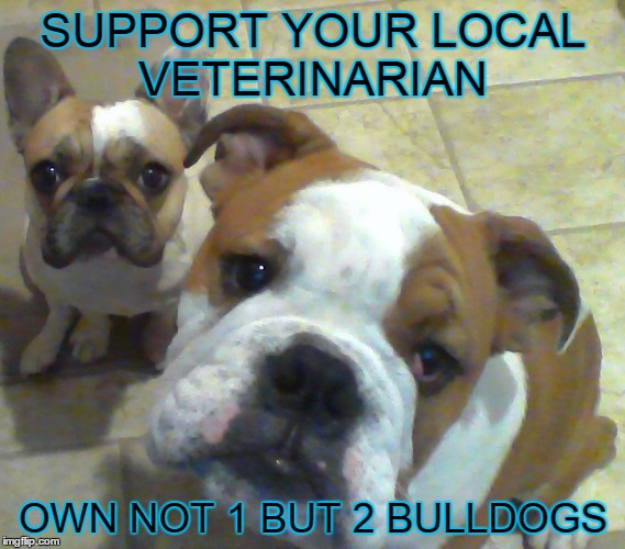 Bulldog  | SUPPORT YOUR LOCAL VETERINARIAN OWN NOT 1 BUT 2 BULLDOGS | image tagged in support | made w/ Imgflip meme maker