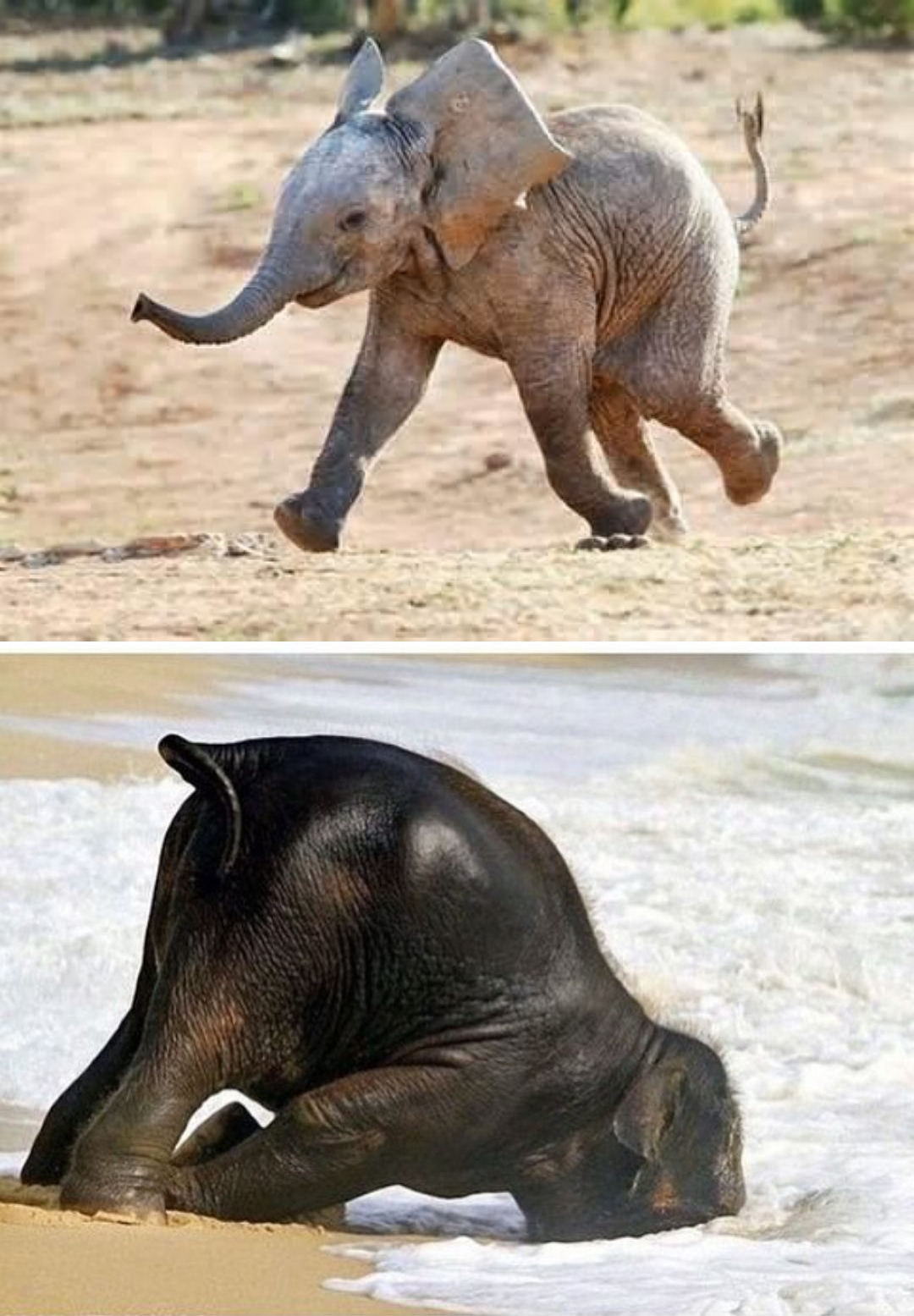 Most Funny Elephant Meme Pictures And Photos Vrogue Co