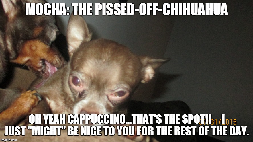 Mocha: The Pissed-Off-Chihuahua | MOCHA: THE PISSED-OFF-CHIHUAHUA OH YEAH CAPPUCCINO...THAT'S THE SPOT!! I JUST "MIGHT" BE NICE TO YOU FOR THE REST OF THE DAY. | image tagged in funny,funny dogs,memes,funny memes | made w/ Imgflip meme maker