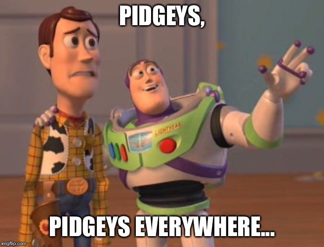 When I step into the grass in Pokémon games... | PIDGEYS, PIDGEYS EVERYWHERE... | image tagged in x everywhere | made w/ Imgflip meme maker