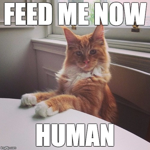 Hungry Ziggy | FEED ME NOW HUMAN | image tagged in cat,hungry,attitude,angry,cats | made w/ Imgflip meme maker