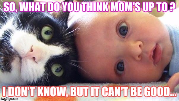 SO, WHAT DO YOU THINK MOM'S UP TO ? I DON'T KNOW, BUT IT CAN'T BE GOOD... | image tagged in humor,pets | made w/ Imgflip meme maker