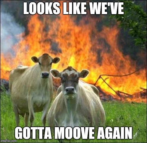 Evil Cows Meme | LOOKS LIKE WE'VE GOTTA MOOVE AGAIN | image tagged in memes,evil cows | made w/ Imgflip meme maker