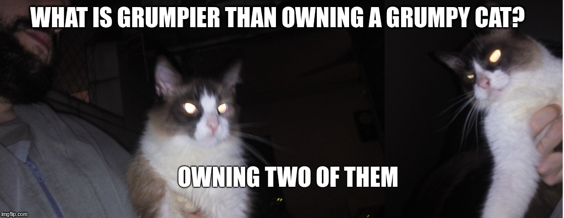 What is grumpier than owning a grumpy cat? | WHAT IS GRUMPIER THAN OWNING A GRUMPY CAT? OWNING TWO OF THEM | image tagged in grumpy cat,cat,cats,funny cat,funny cats,grumpy | made w/ Imgflip meme maker